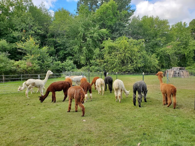 What You Learn About Alpacas Will Surprise You
