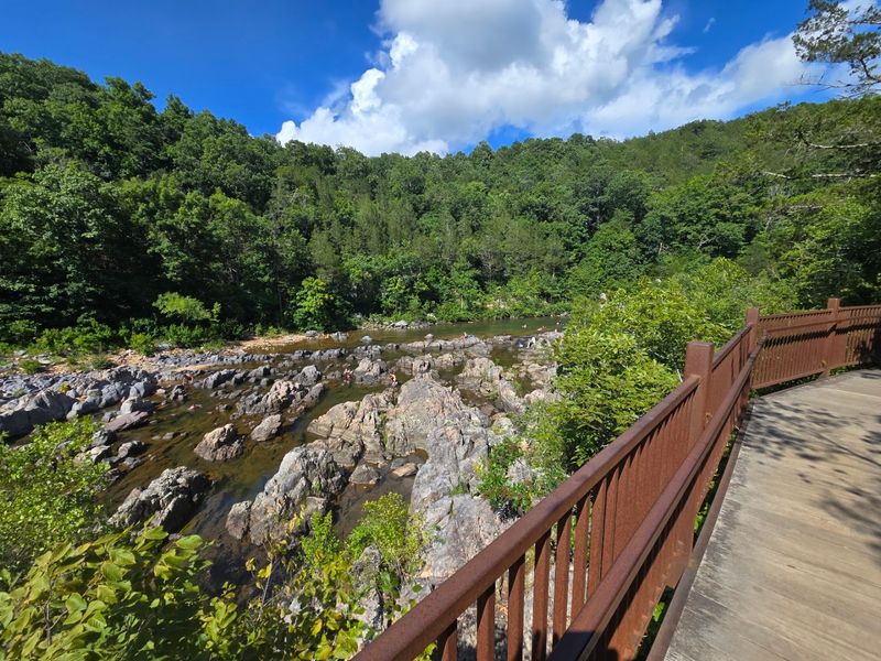 Local Flora That Thrive Near Freshwater Pools