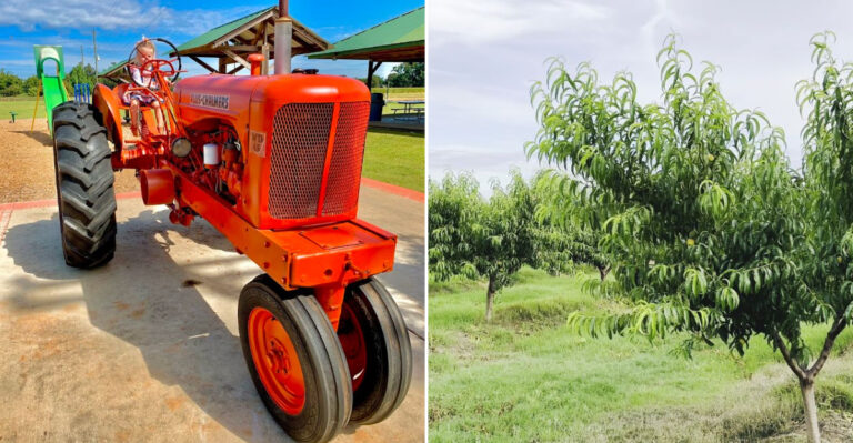 Experience The Georgia Pecan Farm Where Fresh Pecans Come Straight From The Orchard