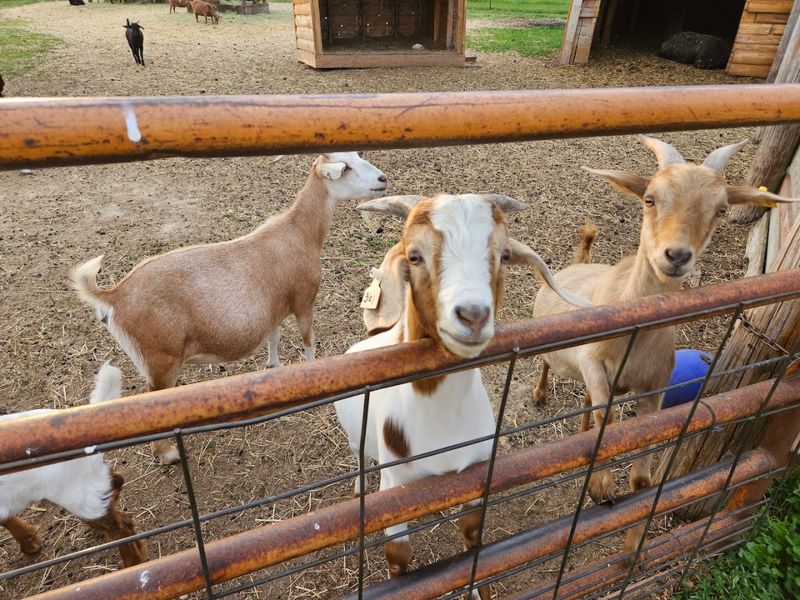 Meet The Animals And Join The Feeding Frenzy