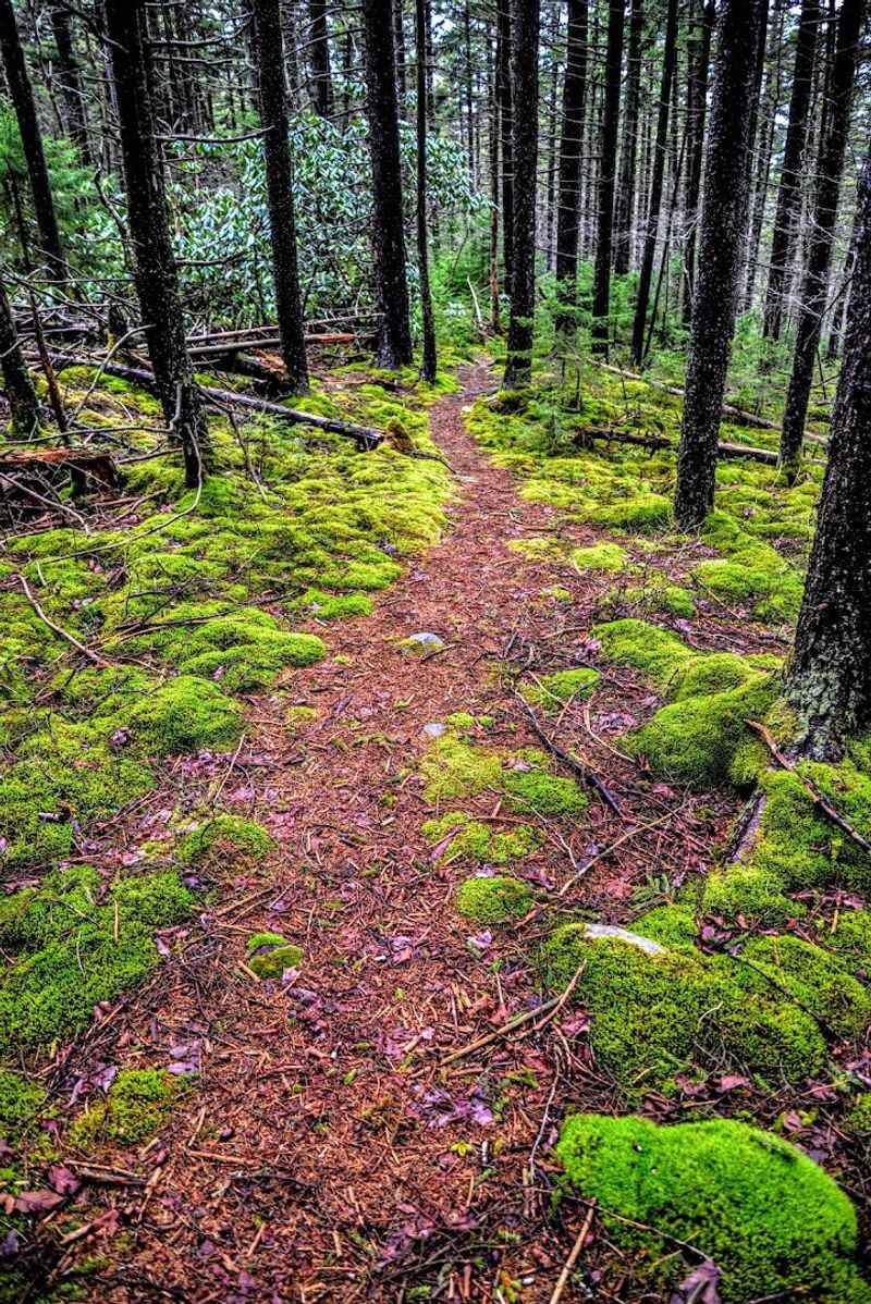 Where Appalachia Feels Like The Canadian Wilderness
