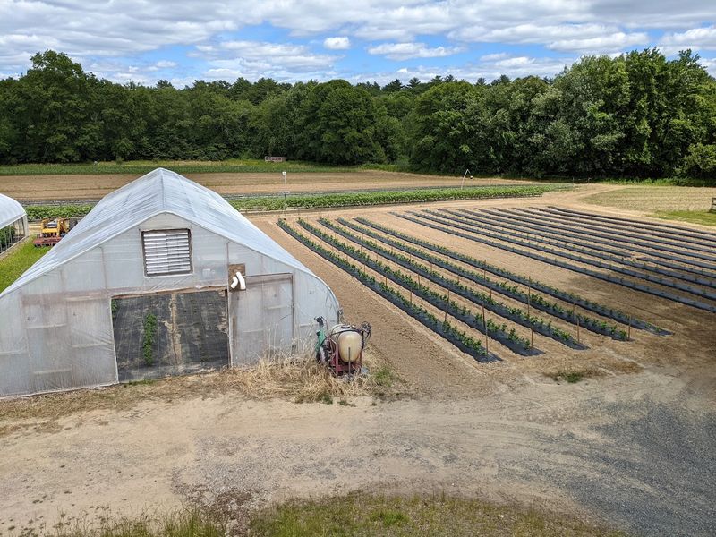 How Sustainable Farming Enhances Flavor