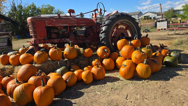 Pumpkin Season Begins As The Final Sunflowers Continue Blooming