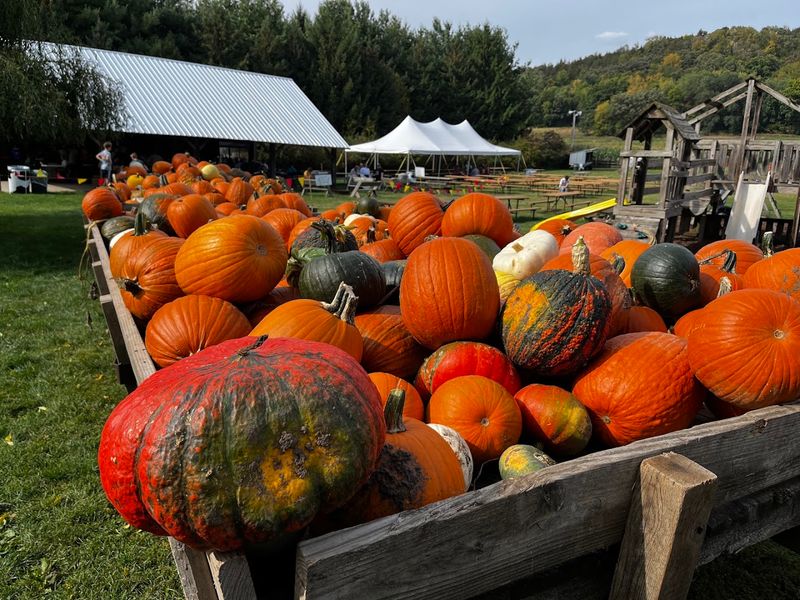 Picking Pumpkins Straight From The Patch