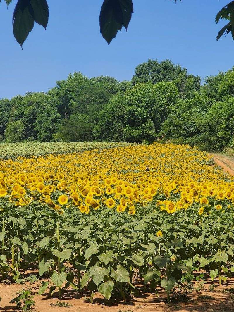 A Rural Respite In East Tennessee