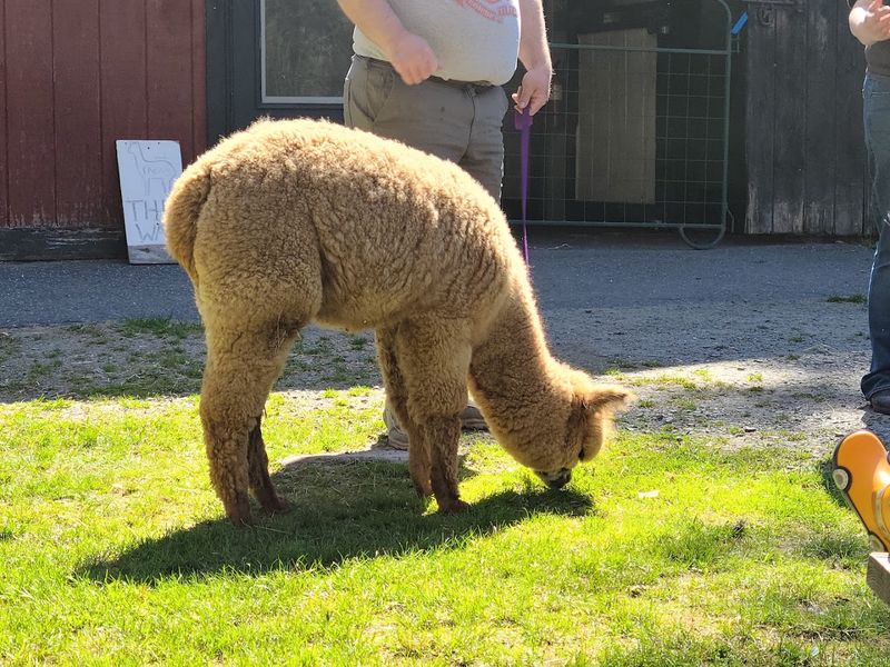 Baby Alpacas Are Here Right Now