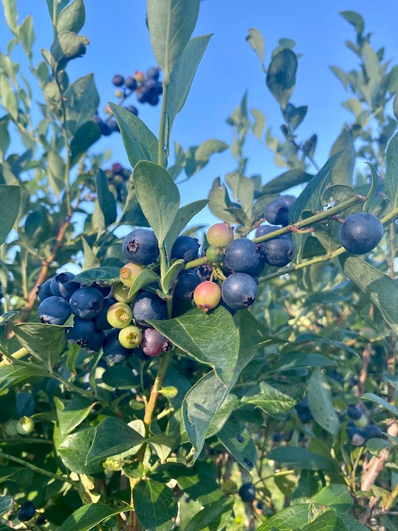 Bounds Blueberry Farm
