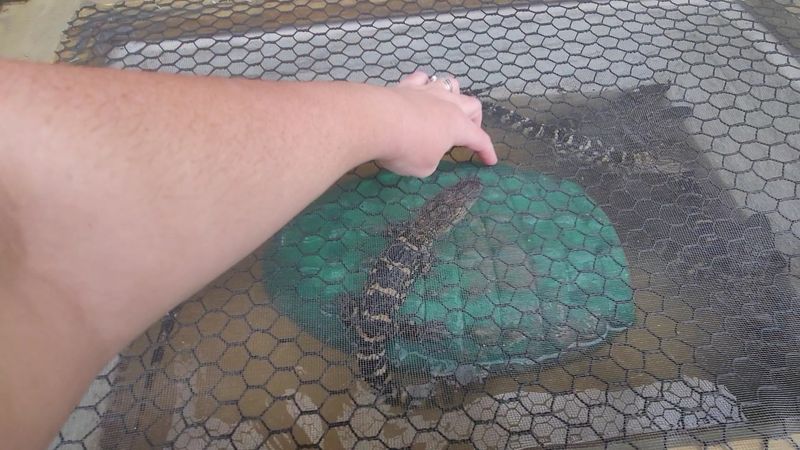 Hold A Baby Alligator And Snap The Best Photo Of Your Life