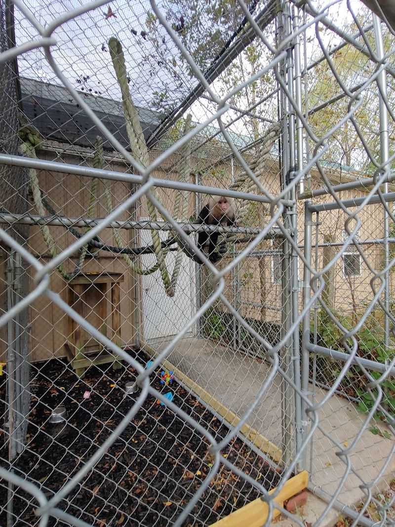 Seasonal Events And The Famous Capuchin Monkeys