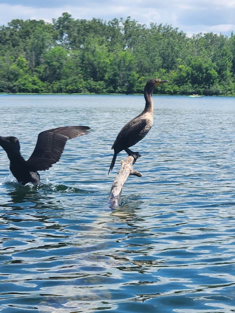 Wildlife That Shows Up Uninvited And Unforgettable