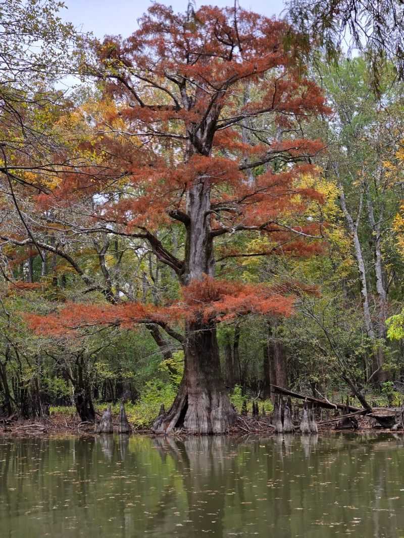 The Biggest Bald Cypress Tree In All Of Arkansas
