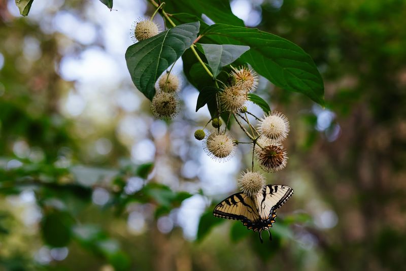 Educational Programs About Butterfly Conservation