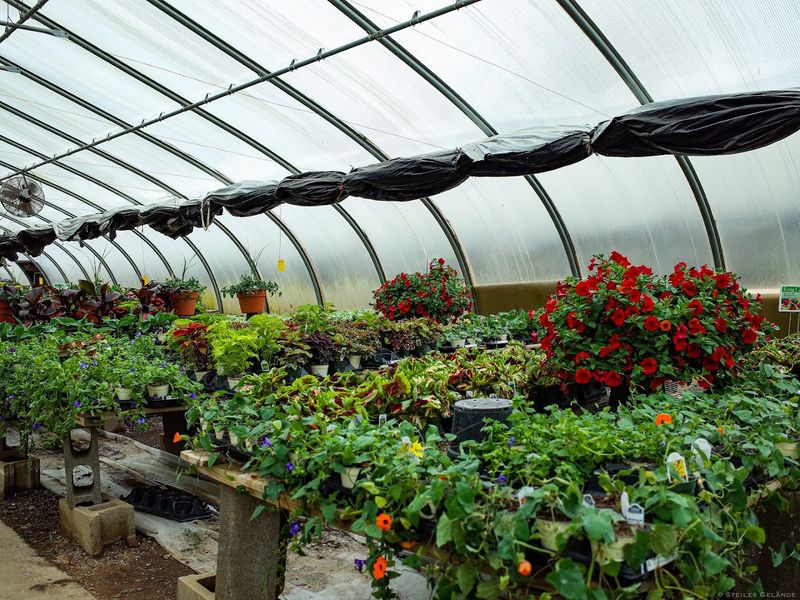 Healthy Vegetable Plants Ready To Grow