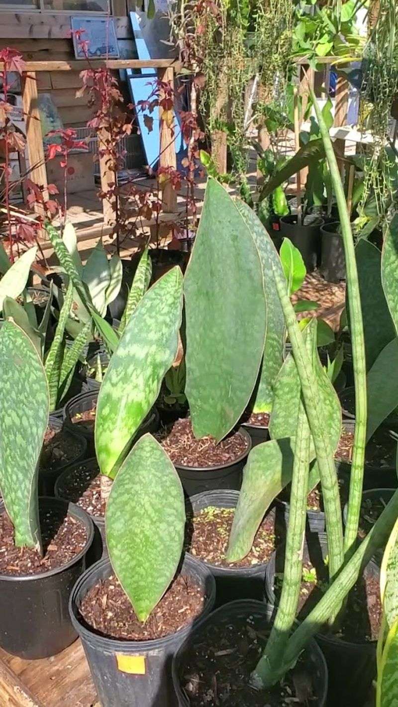 Plants And Fresh Finds You Cannot Scroll Past