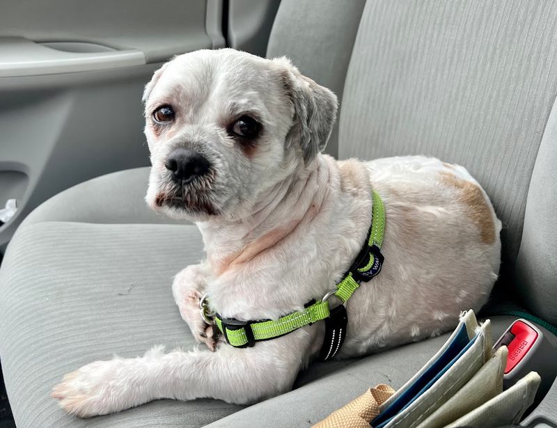 Worcester Animal Rescue League
