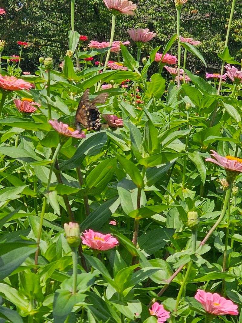 Lost Creek Flower Farm, New Market