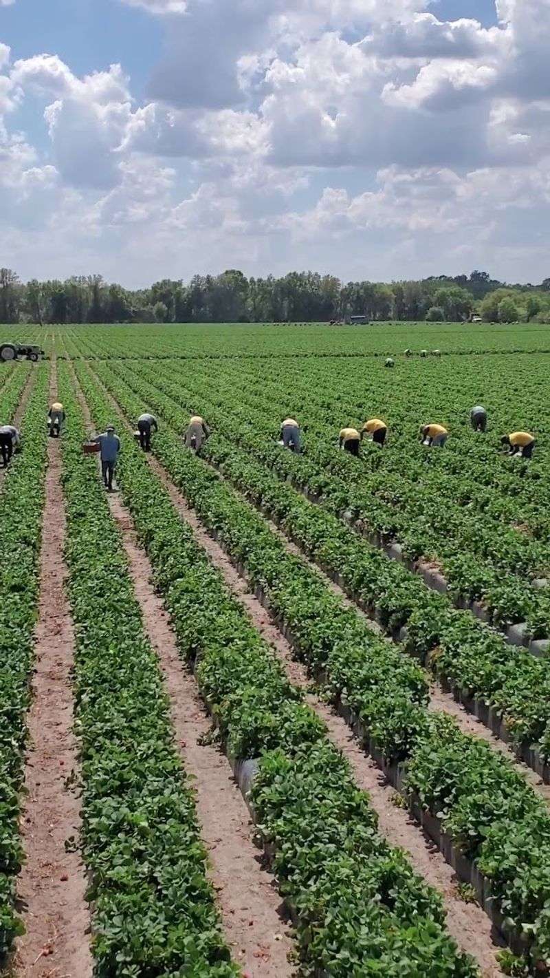 A Small Strawberry Farm Grew To Nearly 140 Acres