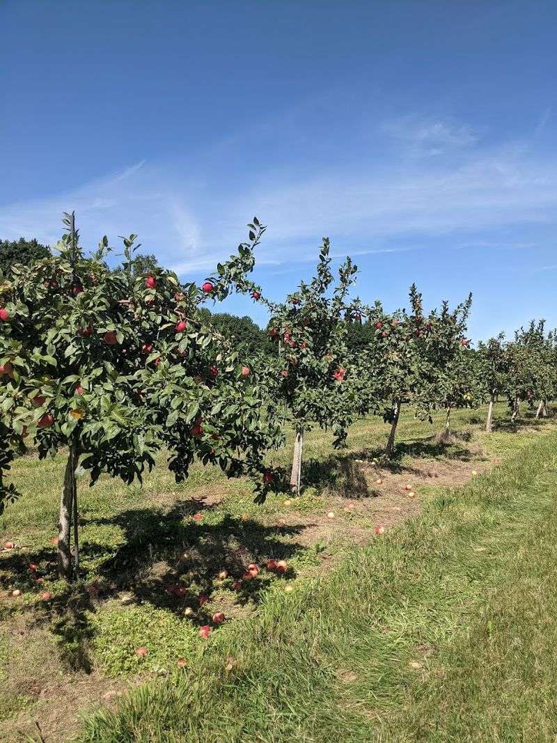 Apple Picking Brings A Whole New Reason To Return In Fall