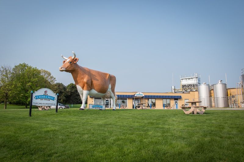 The Meaning Behind Bernice The Cow
