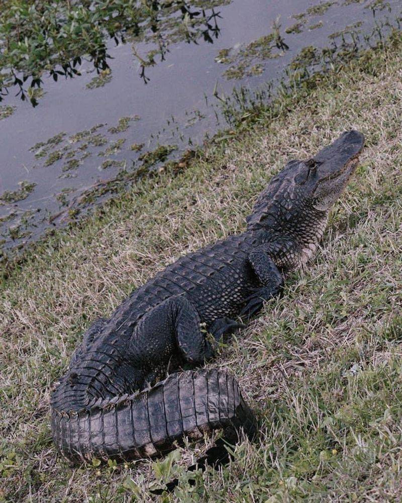 Wildlife And Wilderness Just Beyond Town