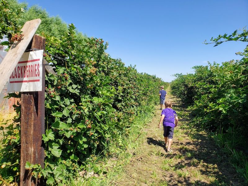 Where The Berry Ranch Story Began