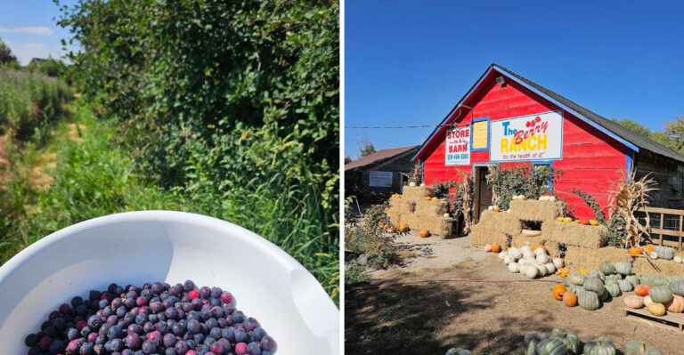 Fresh Treats And Fruit Picking Come Together At This Idaho Berry Farm