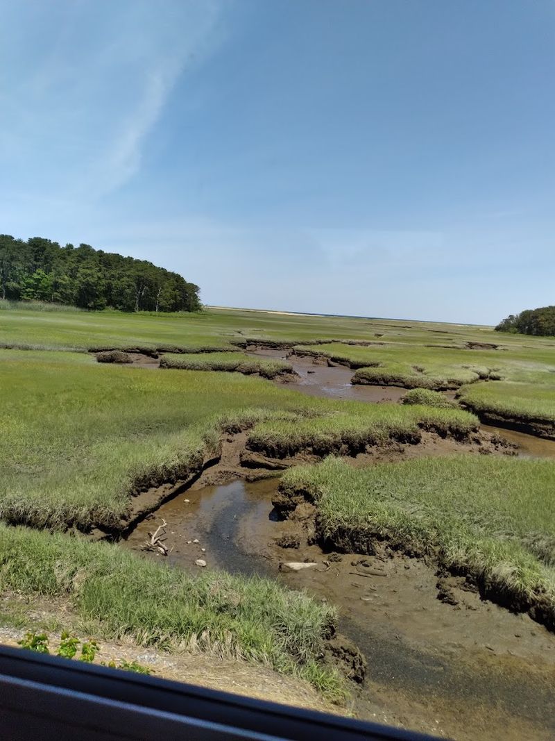 Whispering Marshes And Golden Bogs By Rail