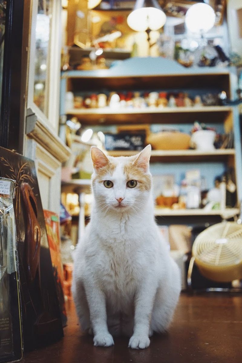 The Cats That Stole The Show