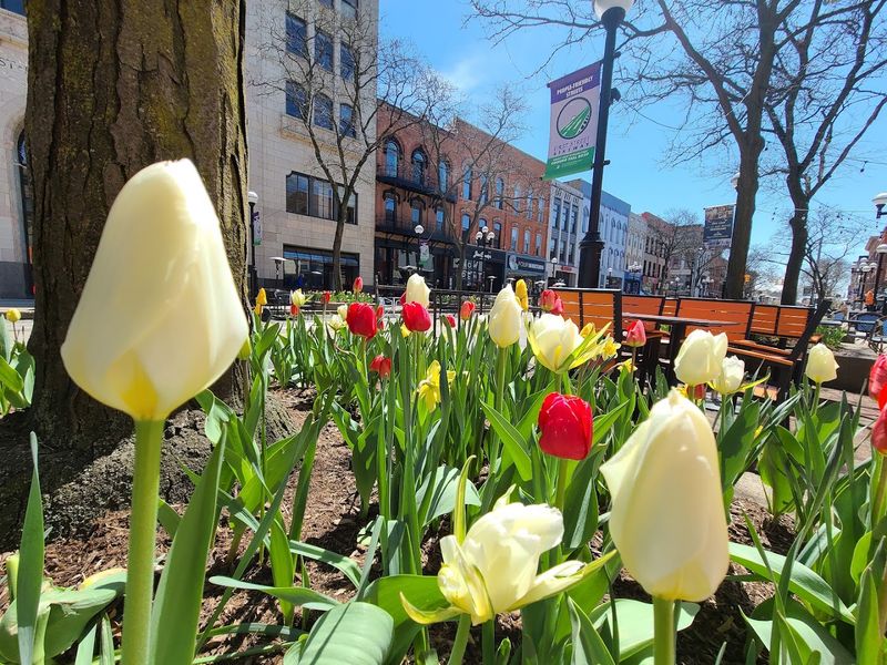 The Ann Arbor Art Fair And A Calendar Packed With Reasons To Visit
