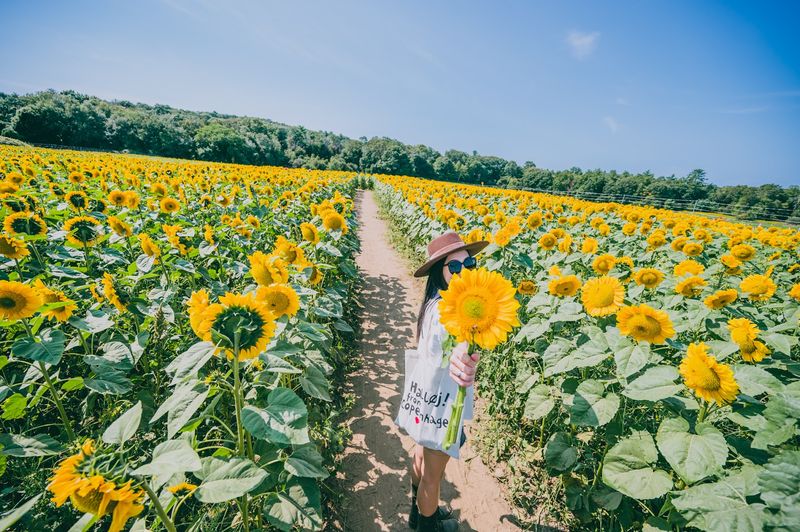 School Street Sunflowers