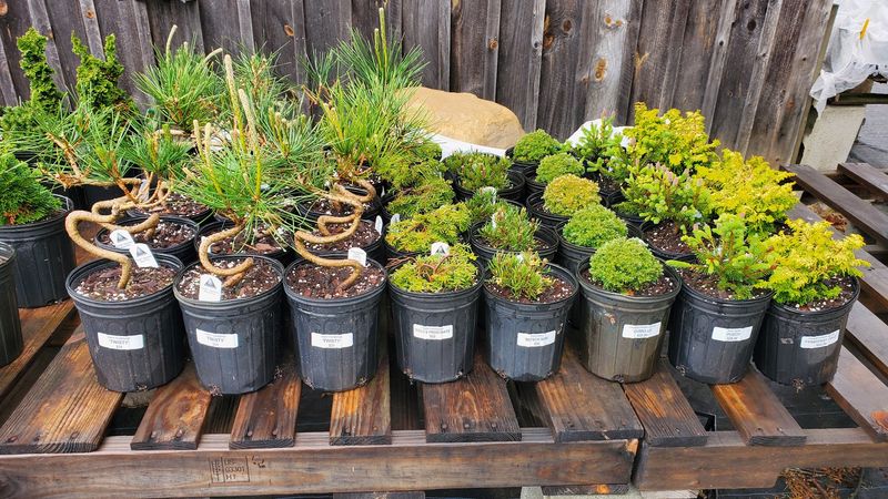 Peace Among The Plants