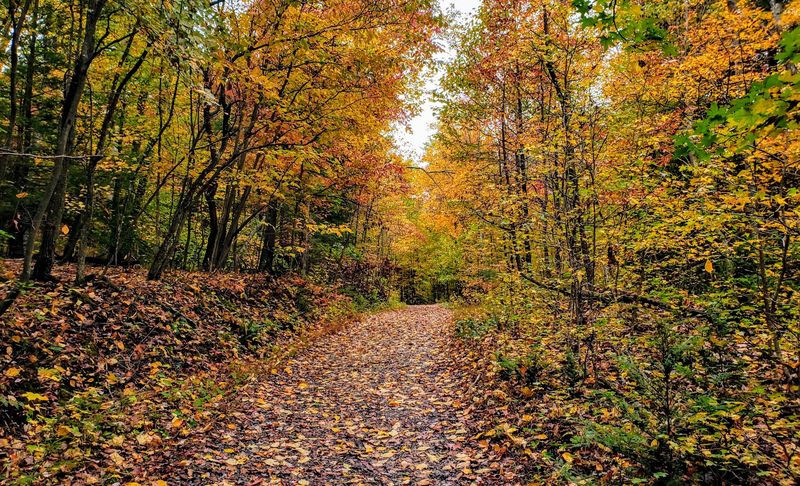 Forest Trails And Hidden Natural Wonders