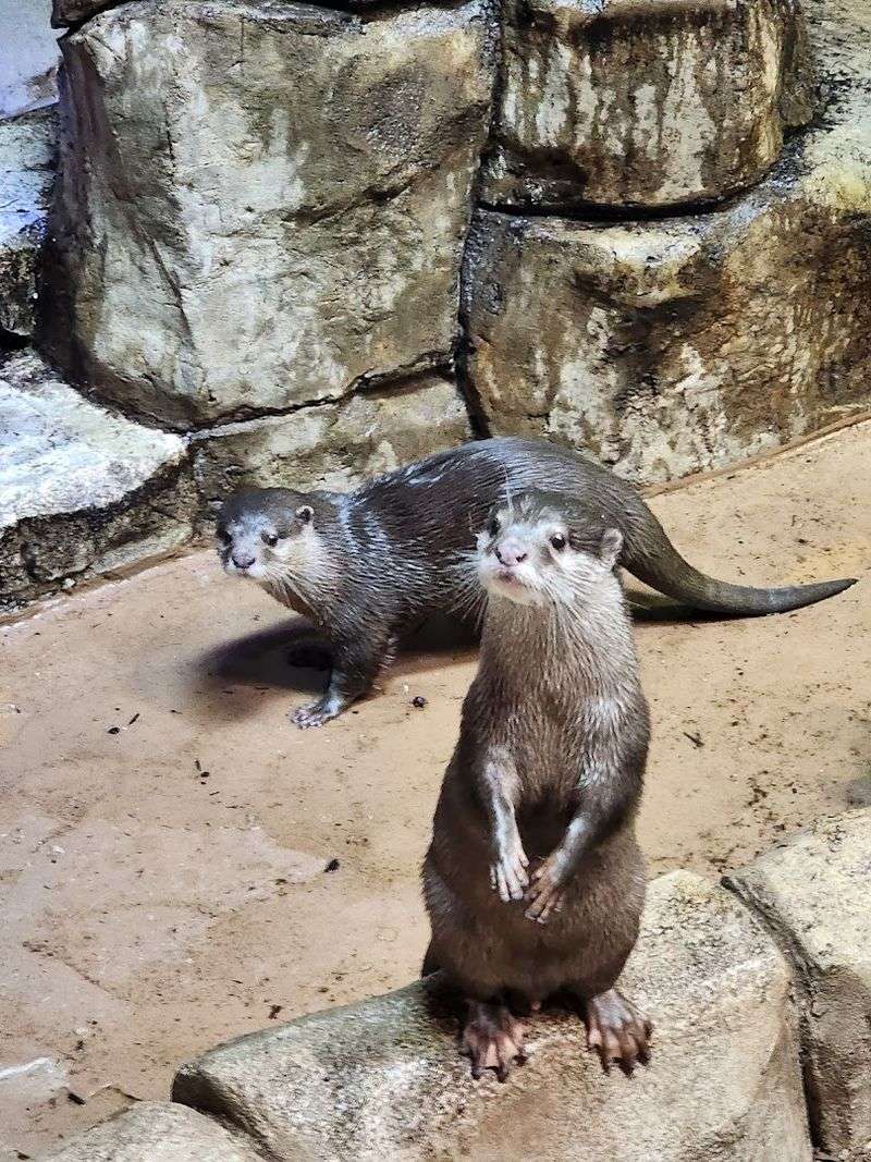 The Otter Encounter Everyone Remembers