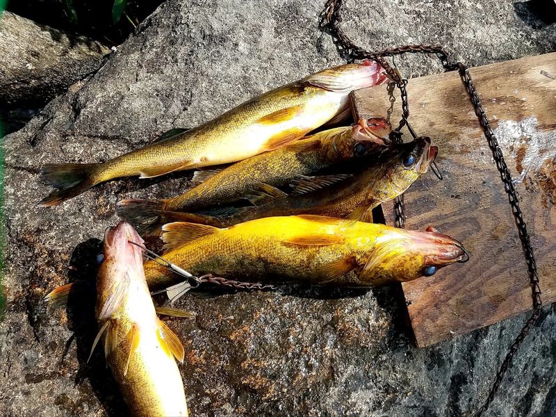 Walleye, Pike, And The Fish Of A Lifetime