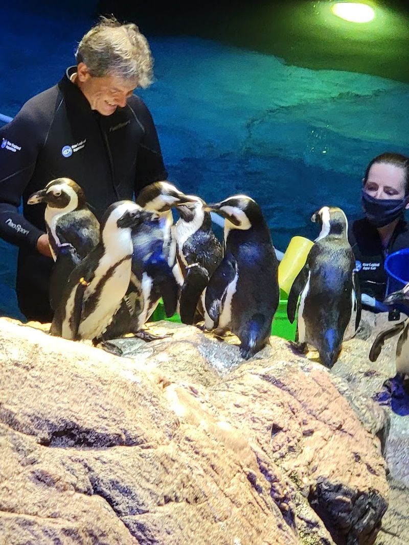Penguin Colony Up Close