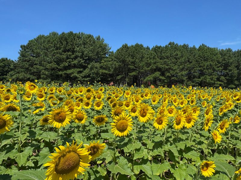 Sunflower Field Magic