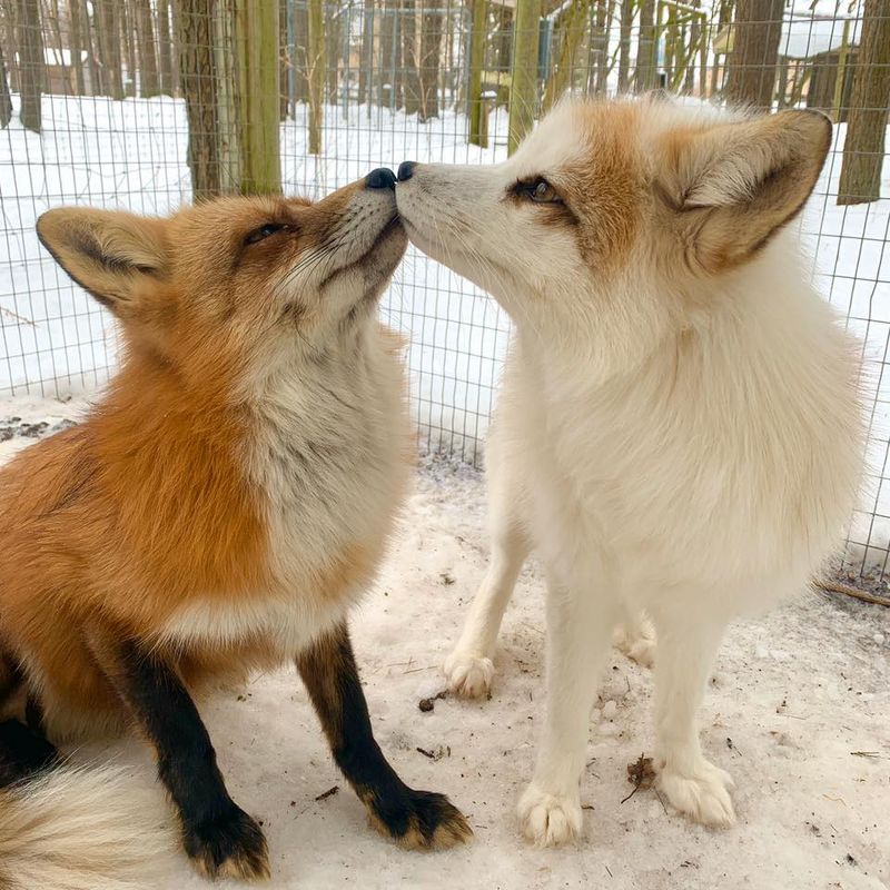 Animal Gardens Petting Zoo