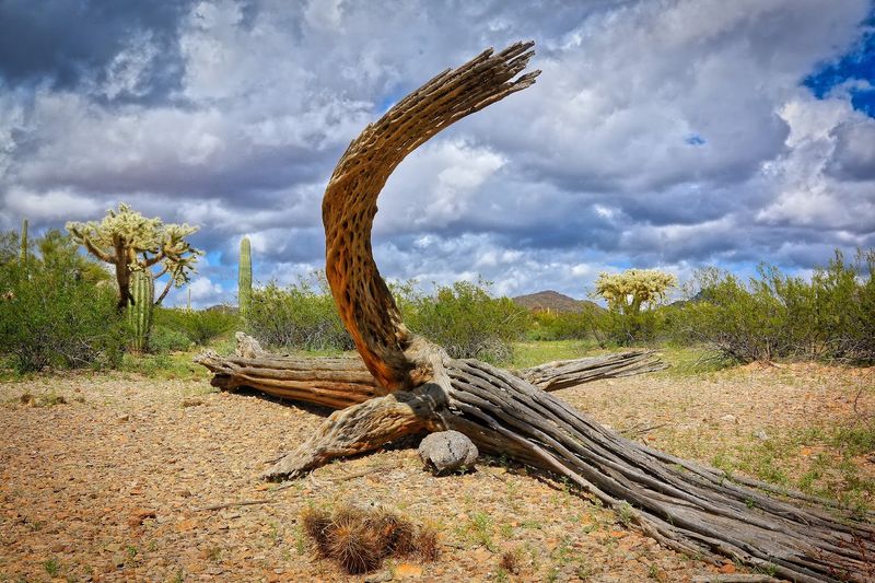 Organ Pipe Cactus National Monument