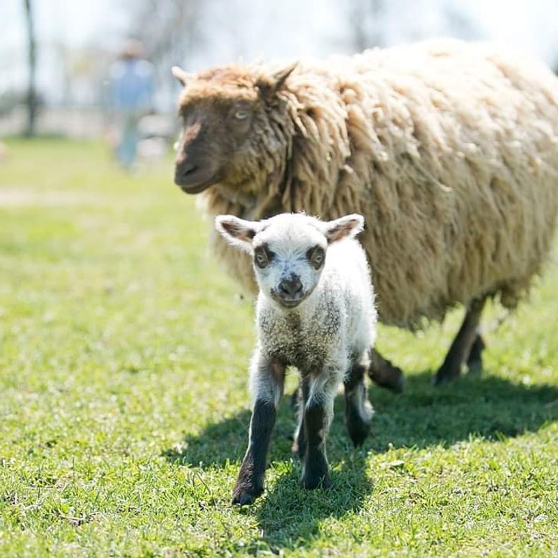 Mulberry Lane Farm