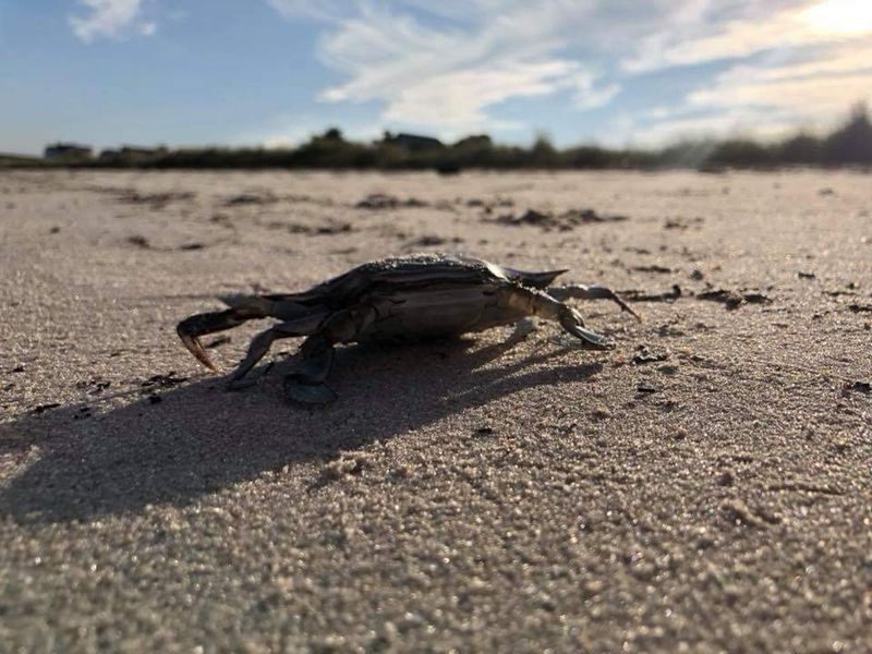 Seasonal Changes Affecting Beach Ecosystem