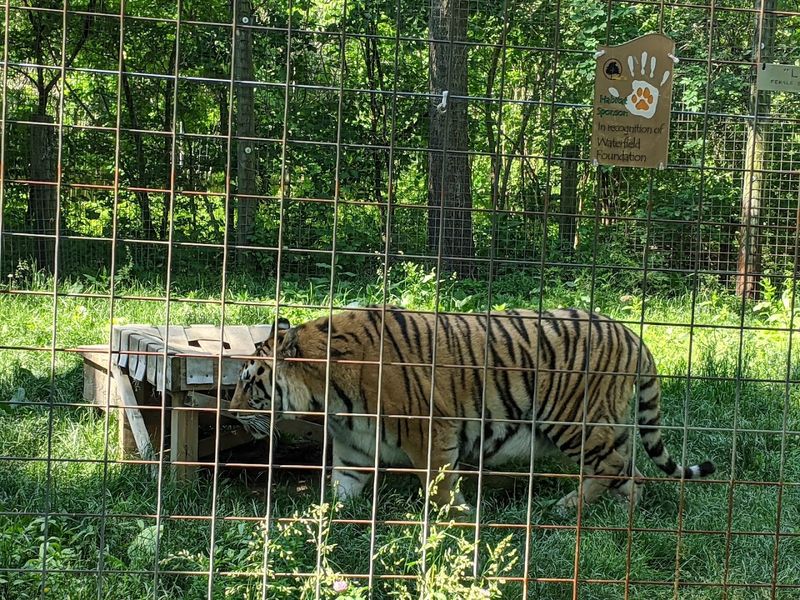 Enrichment Tours Are The Ultimate Animal Encounter