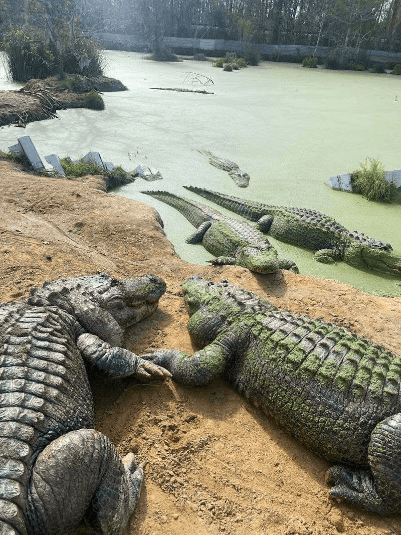 Feed A Full-Grown Gator With Your Own Hands
