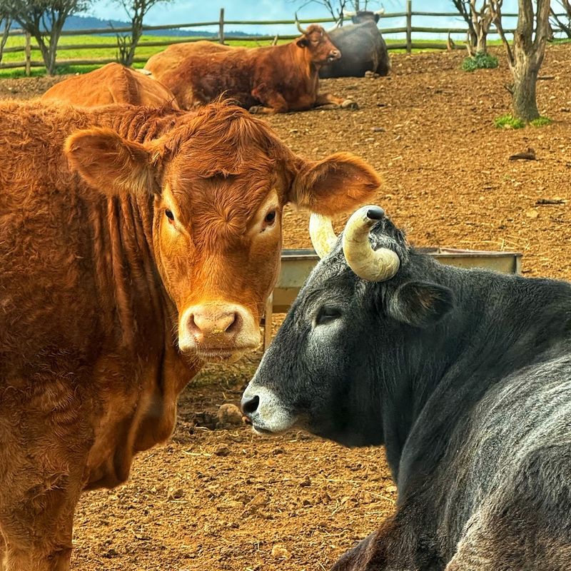 Where the Beef Actually Comes From Matters