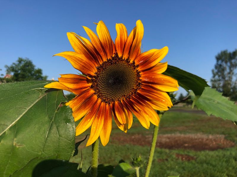 Tougas Family Farm