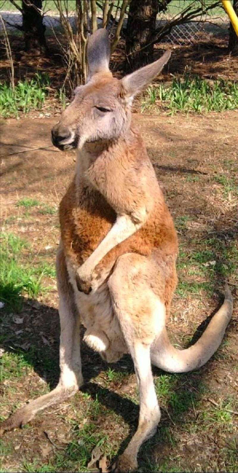 Ark R.A.I.N. Wildlife Sanctuary, Inc., Brownsville