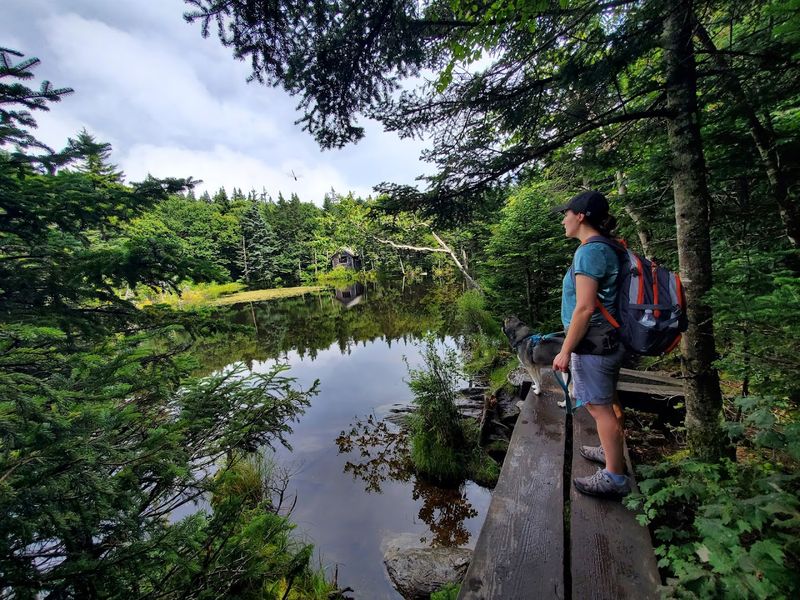 The Great Swamp And Wetland Wonders