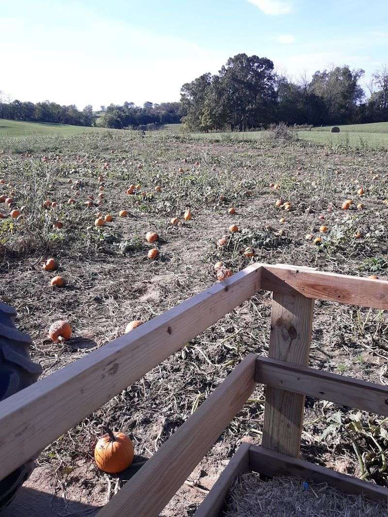 More Sweet Reasons To Spend Time At This Farm