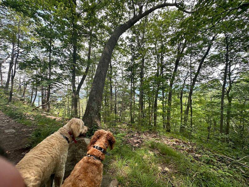 Mountain Laurel Season Transforms The Park Each June