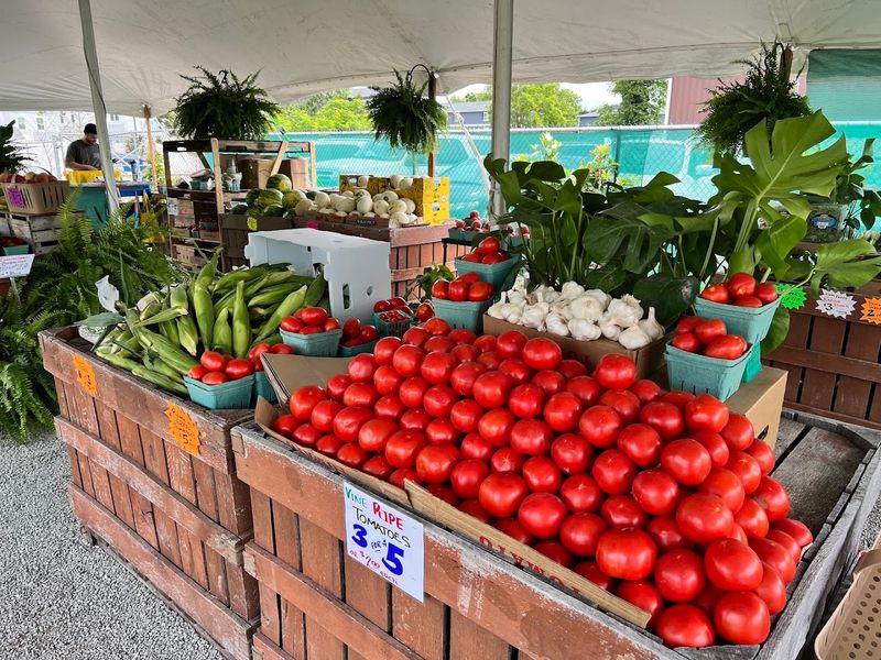 Creative Recipes Featuring Fresh Tomatoes