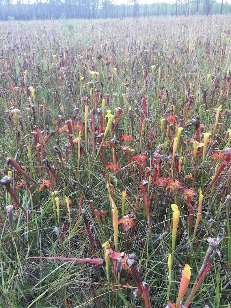The Carnivorous Plant Club You Did Not Know Existed